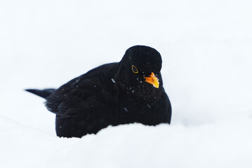 Common blackbird or Eurasian blackbird (Turdus merula) male searching for food in the snow.