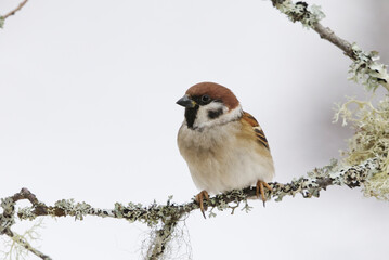 Eurasian tree sparrow (Passer montanus) sitting on a branch in winter with snow in the background.