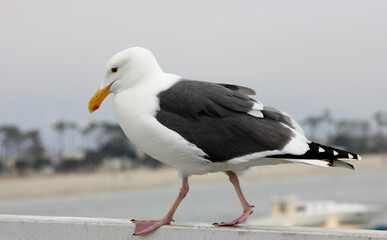 Seagull In Long Beach California