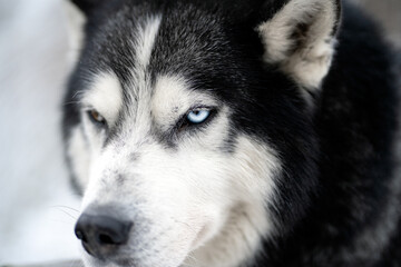 The muzzle of a Siberian Husky with multi-colored eyes close-up.