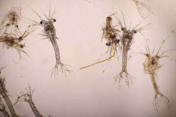 Shrimp, Zoea stage with dead shrimp of Vannamei shrimp in light microscope, Larvae under a microscope, White shrimp, Nauplius, zoea, Larvae. Background.