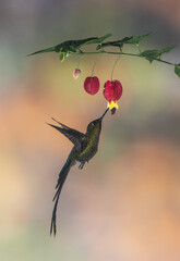 hummingbird and flower