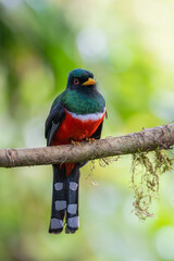 A Masked Trogon looking dreamy into the distance