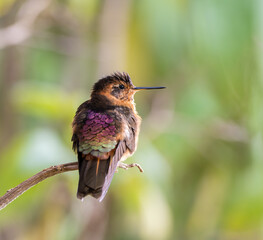 A Shining Sunbeam displaying rainbow colors on its back.