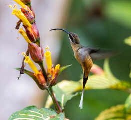 A Tawny-bellied Hermit hovering next to a flower, this variety is easier to access with a curved bill.