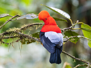 Andean Cock-of-the-Rock posing on a branch in Mindo region, west of Quito