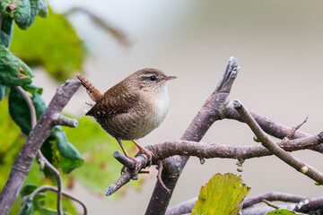 Winter Wren (Troglodytes troglodytes)