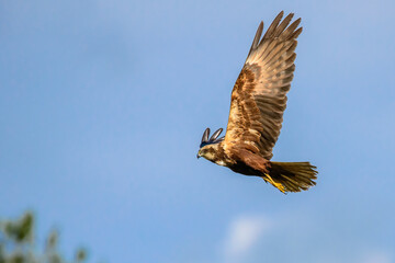 Common buzzard bird ( Buteo buteo ) in flight