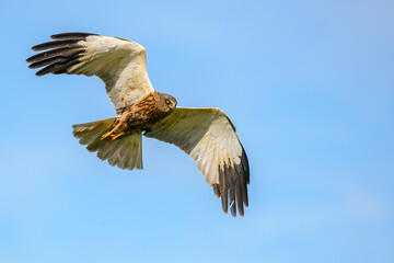 Marsh Harrier in flight