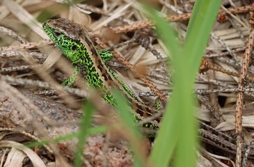 Lizard / Eidechse
