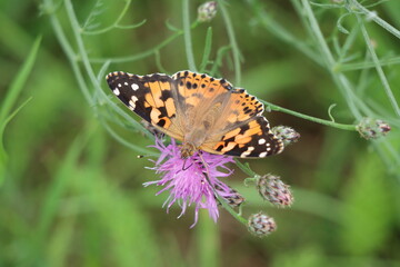 Obraz premium Butterfly - Schmetterling