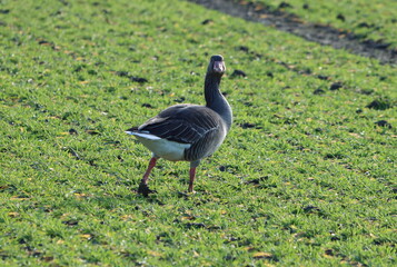 Vogel - Bird