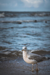 seagull on the beach