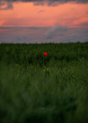 red sunset in the field
