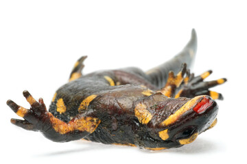 Dead Fire salamander (Salamandra salamandra) infected with Chytrid Fungus Bsal (Batrachochytrium salamandrivorans), Ruhr-District, Germany