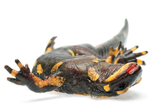 Dead Fire salamander (Salamandra salamandra) infected with Chytrid Fungus Bsal (Batrachochytrium salamandrivorans), Ruhr-District, Germany