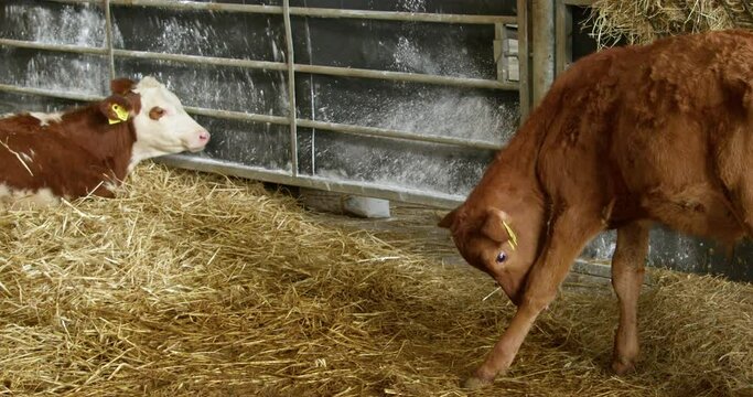The brown calf kicks its hoof and then starts licking its leg. Calves on the farm in the barn.