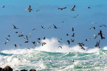 Flock of seagulls flying over the rough waves in the Monterey Bay, California