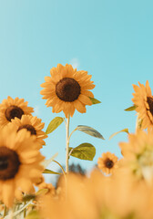 Sunflower field in bloom vintage edit