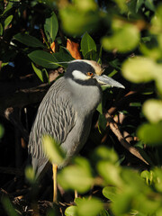 Yellow-crowned night heron, Nyctanassa violacea perched amongst greenery