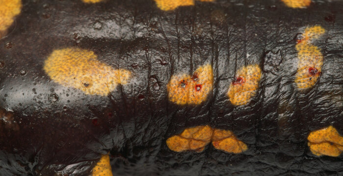 Skin lesions caused by Chytrid Fungus Bsal (Batrachochytrium salamandrivorans) on Fire Salamander (Salamandra salamander), Ruhr-District, Germany