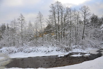 Ducks swim in a winter river with snow-covered banks and beautiful trees with snow caps