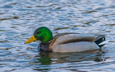 Mallard duck swimming in a pond - Anas platyrhynchos