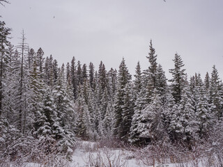 A winter background pine of the covered with frost trees in the snowdrifts. Magical winter forest. Natural landscape with beautiful sky. The revival of the planet, coldest season in majestic time