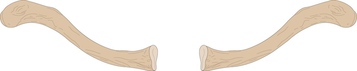 Bones of the human skeleton. Right Clavicle and Left Clavicle. Superior view. 