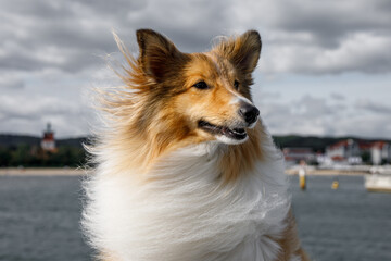 The fur of the fluffy Shetland Sheepdog flutters in the wind. Sheltie portrait.