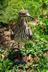 A spotted thick-knee (spotted dikkop) stands guard over her eggs