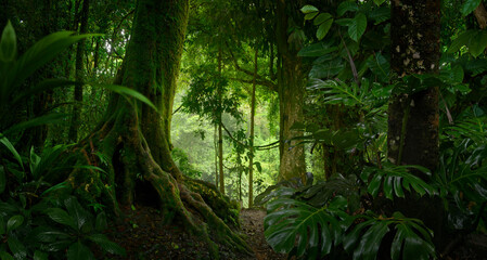Tropical jungles  with big trees  © quickshooting