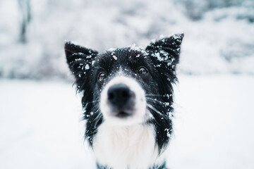 Border collie in snow