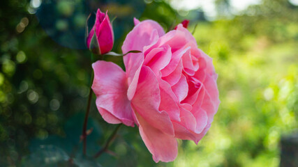 photo of beautiful flower in the garden