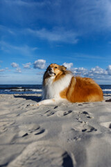 Fluffy sheepdog is on the beach.