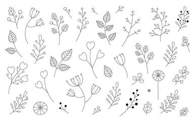 Graphic vector isolated plant branches with buds, leaves and berries