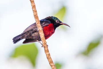 The olive-backed sunbird (Cinnyris jugularis)