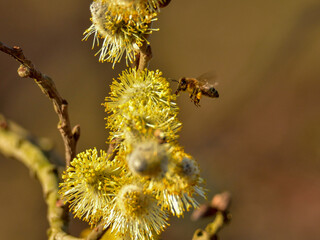 Macro of honey bee collecting nectar, springtime