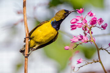 The olive-backed sunbird (Cinnyris jugularis)
