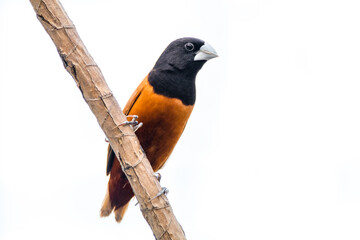 Fototapeta premium The chestnut munia or black-headed munia (Lonchura atricapilla)