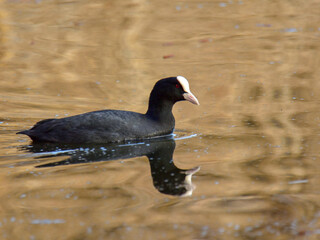 The Eurasian coot (Fulica atra, common coot - black bird with white beak