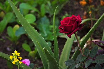 red rose with drops