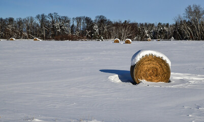 Rolled hay bales in the winter field