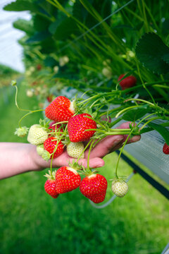Erdbeerpflanzen mit reifen und unreifen Erdbeeren in einem Gewächshaus präsentiert in Händen an einem sonnigen Tag
