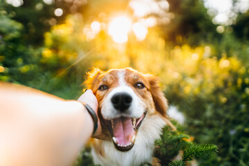 Border collie at sunset with owner - obrazy, fototapety, plakaty