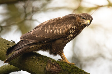Bussard sitzt auf einem Baum in einem Wald bei Abendsonne