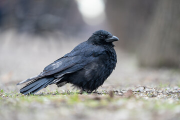Black gloomy bird posing in parks, crow portrait. Bokeh background.