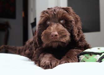 Brown labradoodle puppy lying on ground while looking at camera. Fluffy brown puppy dog with stunning eyes. 2 months old female chocolate labradoodle dog. Selective focus.