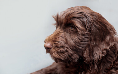 Relaxed Labradoodle puppy on grey background. Side profile of cute fluffy brown puppy dog lying while looking at something sideways. 2 months old female Australian labradoodle puppy. Selective focus.