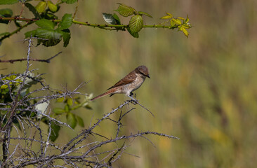 Red-backed Shrike - Lanius collurio - Linnaeus,  collurio, Rugen island, Germany
